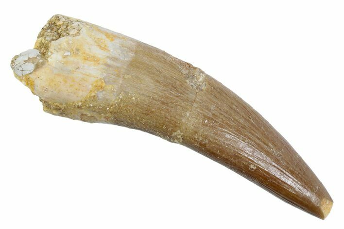 Fossil Plesiosaur (Zarafasaura) Tooth - Morocco #370500